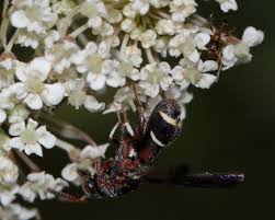 Image result for Leucas capensis