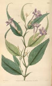 Image result for Strobilanthes anisophylla
