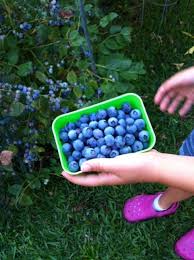 How To Grow Blueberries Growing Blueberries Food Garden Blueberry