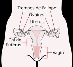 C'est aussi parce qu'il y a 1 000 manières de vivre sa vie sexuelle que nous avons eu envie de partager avec vous pour toutes les amoureuses du sexe et les autres, de la plus drôle à la plus insolite, découvrez nos 40 citations sur le sexe qui donnent envie de faire de faire l'amour. Quand Faire L Amour Je Veux Un Bebe