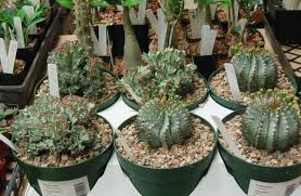 Check spelling or type a new query. Succulent Care And Lists Central Texas Gardener
