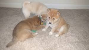 The shiba inu (柴犬, japanese: Akc Shiba Inu Puppies For Sale In Portland Oregon April 2018 Youtube