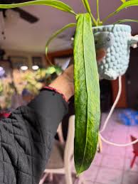 Image result for Vittaria volkensii