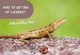 Another excellent way to eliminate lizards in your garage is to use naphthalene balls. How To Get Rid Of Lizards In Your House And Around The Yard Without Killing Them Pest Samurai