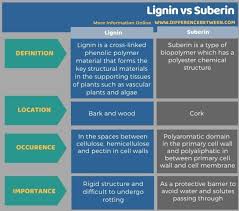 We did not find results for: Difference Between Lignin And Suberin Compare The Difference Between Similar Terms