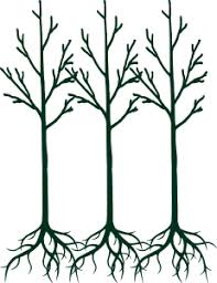 Wholesale bare root fruit trees. Bare Root Boyd Nursery Company