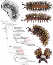 Image result for Lophiocarpaceae