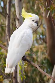 Big Birds You Can Have As Pets Sulphur Crested Cockatoo Cockatoo Pet Birds Australian Native Animals