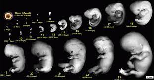 Pin On Midwifery