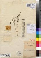 Image result for Aeollanthus pubescens