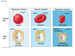 Animal cells and plant cells react differently to osmosis in a hypotonic solution. Membrane Structure And Function Ppt Download