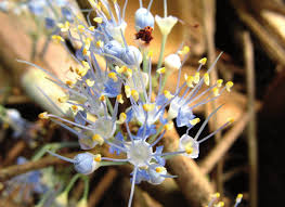 Image result for Lijndenia sp. cf barteri