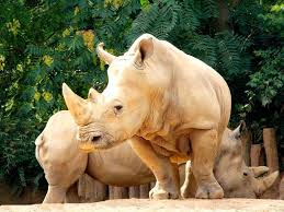 pin by jim greenlee on elephants rino s hippo s rare albino animals albino animals animals beautiful