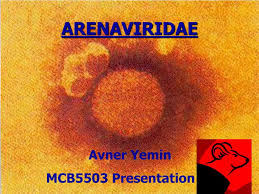 By the 1960s, several similar viruses had been discovered and they were classified into the new family arenaviridae. Ppt Arenaviridae Powerpoint Presentation Free Download Id 4711942