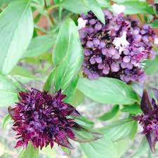 We did not find results for: Thai Basil With Purple Flowers Houston Garden Purple Flowers Thai Basil