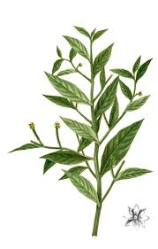 Image result for Ludwigia erecta