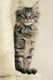 A maine coon cats weight is dependent upon their gender, genetics, and whether they are a purebred maine coon, or failure to feed a maine coon kitten the correct diet may result in a kitten that is smaller in weight and size. Maine Coon Cat Breed Information Pictures Characteristics Facts
