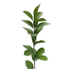 The root of the ruscus italian is incorporated into an extract for medical use against various ailments such as vascular veins, improved blood flow the ruscus italian is good winter hard and can be planted well in the full soil, you do not need to take any precautions. Fresh Ruscus Leaves Globalrose