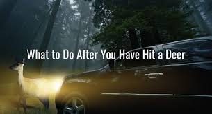 If you have comprehensive car insurance, you may be covered if you hit a deer. What To Do After You Have Hit A Deer Kellon Insurance Agency Inc