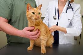 If a cat or kitten is ready for homing, it means it is well. Feline Flu Zoetis Uk