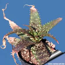 Image result for Aloe komatiensis