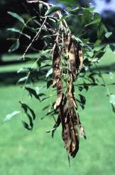 Image result for Bolusanthus