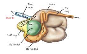 Trạm thu phí bot ăn dày? Chá»©c NÄƒng Cá»§a Dáº¡ La Sach Bo