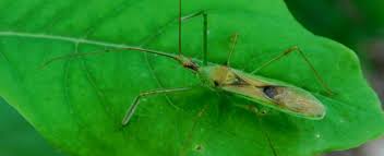 We celebrate our obsessions by cracking jokes and making awesome videos. Pale Green Assassin Bug Missouri Department Of Conservation