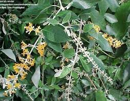 Image result for Buddleja madagascariensis