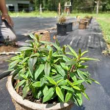 Image result for Microglossa densiflora