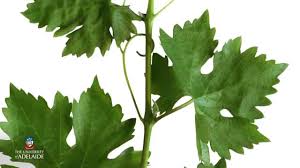 World Of Wine Vine Anatomy Youtube