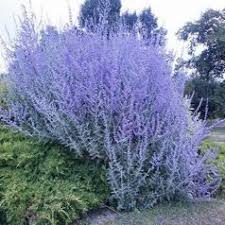 Epingle Sur Idees Jardin
