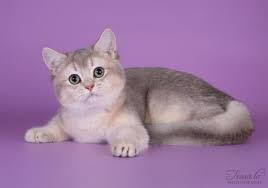 British shorthair cats are not overly active cats. Pin On Animals I Love