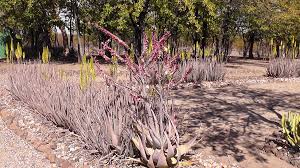 Image result for Aeschynomene mimosifolia