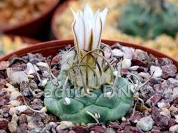 Image result for Chlorophytum nubicum