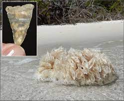 Triplofusus Giganteus Kiener 1840 Horse Conch Eggs