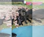 Find labrador retriever puppies for sale and dogs for adoption near you in everett, olympia, seattle, spokane, tacoma, vancouver or washington. Zojci Hdoxna8m