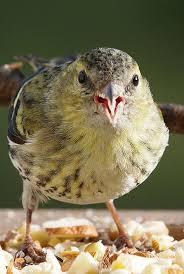 bergfink star starling sturnus amsel meisen meisen fink amsel