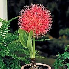 A freshly picked bouquet can brighten up any room — or day — and many heirloom bulbs make fabulous cut flowers. Football Lily Bulb Big Size Buy At Www Seedsnpots Com