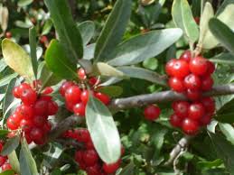 Berries That Grow On Trees The 6 Most Popular Berry Trees