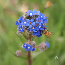 Image result for Anchusa capensis