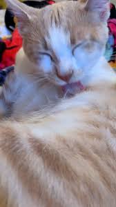 Cleaning Time Video Yavru Kediler Kedi Kedicik