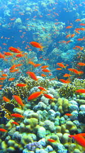 Wallpaper hd of sunlight, sea, underwater, coral, coral reef, diving, biology, ocean, reef, habitat, natural environment, marine biology, coral reef fish. Coral Reef Underwater Marine Biology Coral Reef Coral Reef Wallpaper Iphone 1080x1920 Download Hd Wallpaper Wallpapertip