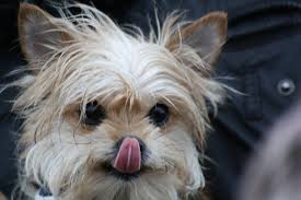 The bichon frise & yorkshire terrier: Pin Auf Dogs