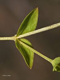 Image result for Chenolea diffusa