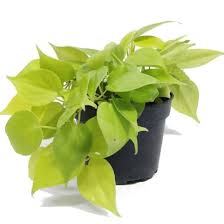 Heart leaf philodendron is the common name for the philodendron scandens and because it is simple to grow it has become a popular plant around the home. Philodendron Hederaceum Gold Heart Leaf Philodendron Gold 0 2m Noah Garden Centre
