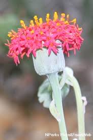 Image result for Kleinia grantii