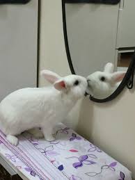 Rabbits also eat grass frequently but the grass does not actually disappear. Who Is This Guy In The Mirror