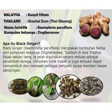 Nama saintifik bagi kunyit hitam ialah kaempferia pariflora merupakan herba yang mempunyai khasiat yang tinggi untuk kesihatan. Kunyit Hitam Black G Produk R D Dari Saintis Mardi Mempunyai Jaminan Keselamatan Serta Tiada Side Effect 100 Ori Shopee Malaysia