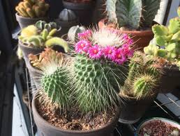 You need 45 korok seeds to upgrade all three of your stashes five times each. Growlithops